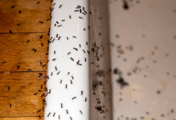 Best Flea Control Services  in Yellow Springs, OH